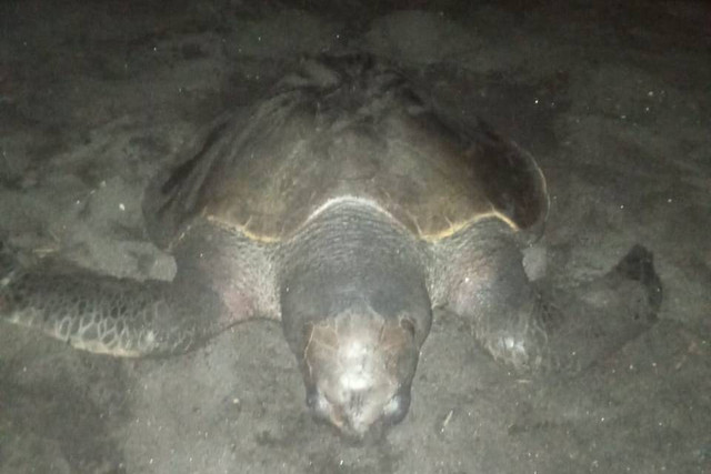 Seekor penyu ditemukan mati terdampar di Pantai Glagah, Kapanewon Temon, Kabupaten Kulon Progo, Selasa (14/5/2024). Foto: Dok. Satlinmas Rescue Istimewa Wilayah V Kulon Progo