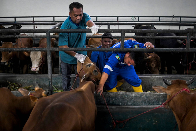 Petugas menyuntikkan vaksin cavac penyakit mulut dan kuku (PMK) ke sapi ternak di Peternakan Mutiara Halim, Cipondoh, Tangerang, Banten, Selasa (14/5/2024). Foto: ANTARA FOTO/Sulthony Hasanuddin