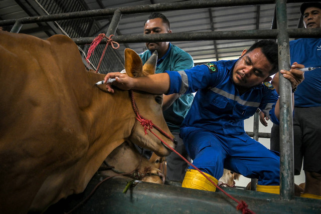 Petugas menyuntikkan vaksin cavac penyakit mulut dan kuku (PMK) ke sapi ternak di Peternakan Mutiara Halim, Cipondoh, Tangerang, Banten, Selasa (14/5/2024). Foto: ANTARA FOTO/Sulthony Hasanuddin