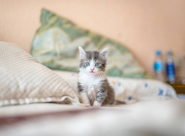 Ilustrasi tips memelihara kucing di kos. Foto: Kote Puerto/Unsplash