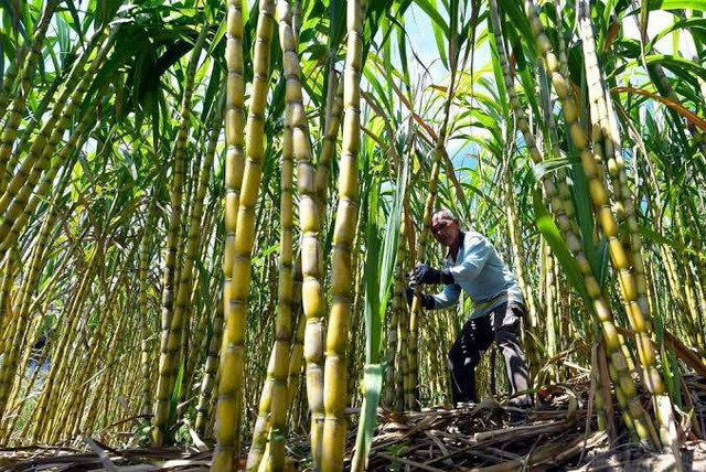 Ilustrasi Kebun Tebu | Foto: ist