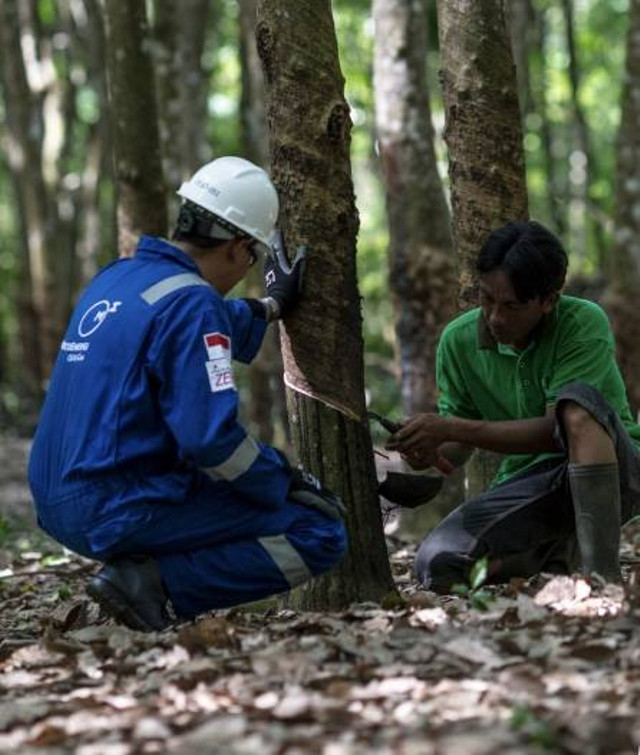 Petani mengambil karet bersama pegawai PT Medco E&P Grissik Ltd di Rimba Rakit, Dusun 2, Desa Sukamaju, Kecamatan Babat Supat, Musi Banyuasin, Sumatera Selatan. Foto: MedcoEnergi
