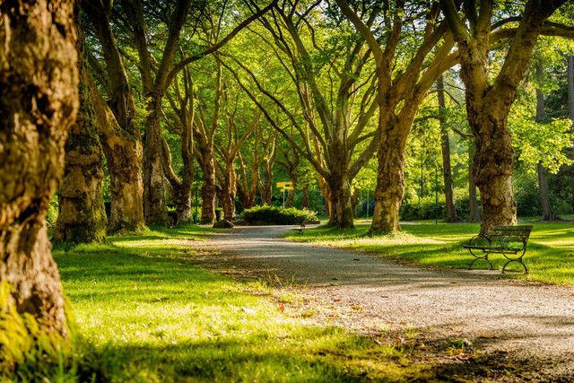 Taman di Jagakarsa. Foto Hanya Ilustrasi, Bukan Tempat Sebenarnya. Sumber Unsplash Mike Benna