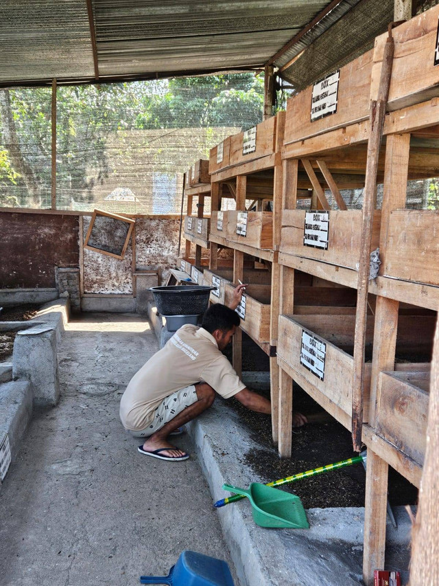 Inovasi Pembinaan Narapidana: Lapas Magelang Terapkan Budidaya Maggot ...