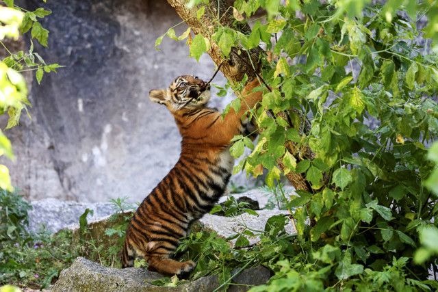 Anak Harimau Sumatera yang baru lahir pada Februari 2024, Ede dan Kuno lahir diperlihatkan kepada publik saat upacara pemberian nama di Kebun Binatang Tierpark, Berlin, Jerman, Selasa (14/5/2024). Foto: Liesa Johannssen/REUTERS