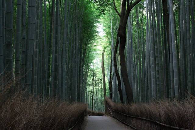 Tempat wisata di Kyoto. Sumber: Unsplash/Matteo Ferrero