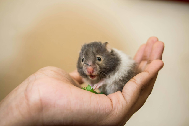 Ilustrasi Apakah Hamster Boleh Makan Nasi? Sumber: Unsplash