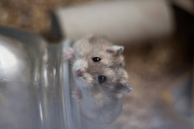 Ilustrasi Apakah Hamster Jantan dan Betina Boleh Disatukan? Sumber: Unsplash