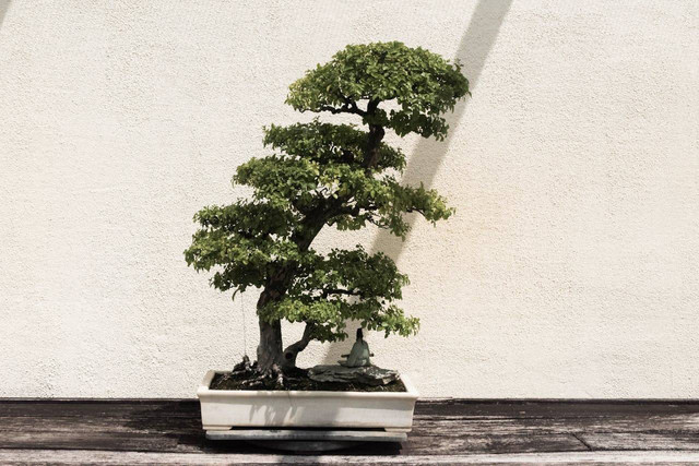 ilustrasi bonsai (Pexels)