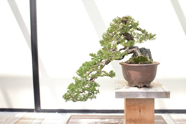 ilustrasi bonsai terkena sinar matahari (Pexels)