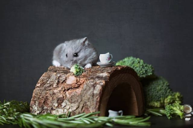 Ilustrasi cara merawat hamster winter white, sumber foto: Tetyana Kovyrina by pexels.com