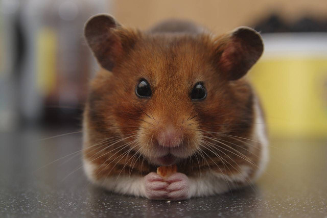 Ilustrasi cara mencari hamster hilang. Sumber: pixabay