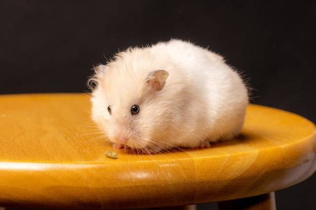 Ilustrasi makanan yang tidak boleh dikonsumsi hamster, sumber foto: Nestorsh by pexels.com