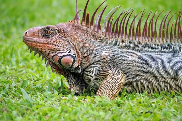 Ilustrasi Makanan Iguana agar Cepat Besar. Foto: dok. Unsplash/Orlando Madrigal