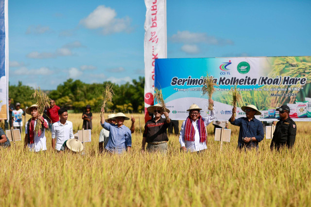 Kegiatan panen raya "The Rice Harvest Ceremony" di Vemasse, Baucau, Timor Leste, Selasa (14/5/2024). Foto: Dok. Istimewa