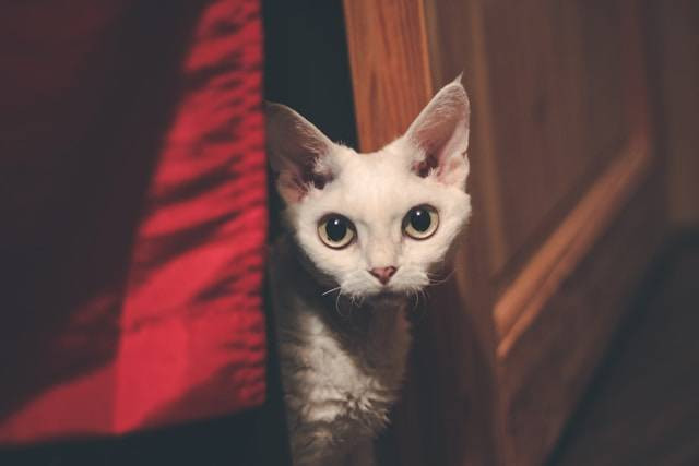 Fakta Menarik Kucing Devon Rex. Foto Hanya Ilustrasi. Sumber Foto: Unsplash.com/Simona Melegová