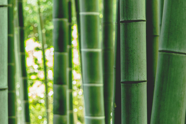 Ilustrasi Sebutkan 3 Sifat Bambu yang Membuatnya Menjadi Bahan Baku Favorit. Sumber: Unsplash/zoo monkey