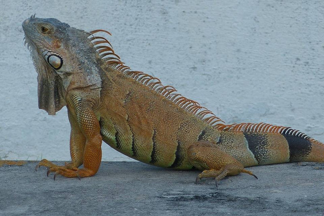 Ilustrasi apakah iguana termasuk reptil. Sumber: pixabay