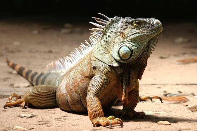 Ilustrasi penyebab kematian iguana, sumber foto: Pixabay by pexels.com