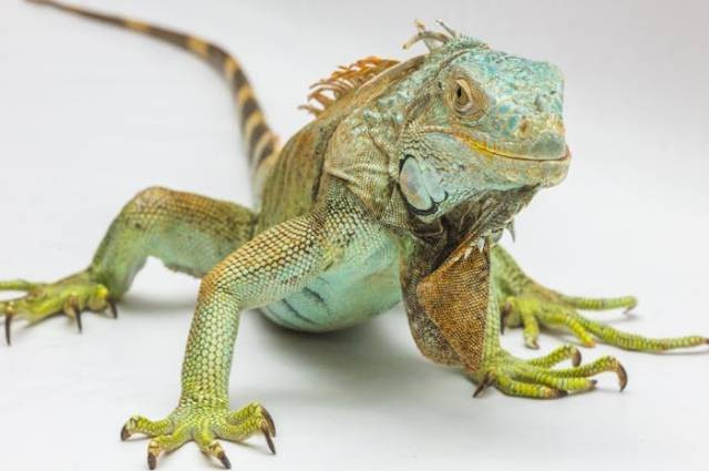 Ilustrasi cara iguana melindungi diri, sumber foto: Lukas by pexels.com