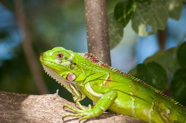 Ilustrasi cara mengobati iguana sariawan, sumber foto: Pixabay by pexels.com