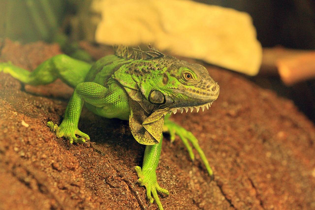 Ilustrasi apakah iguana kecil berbahaya. Sumber: pixabay