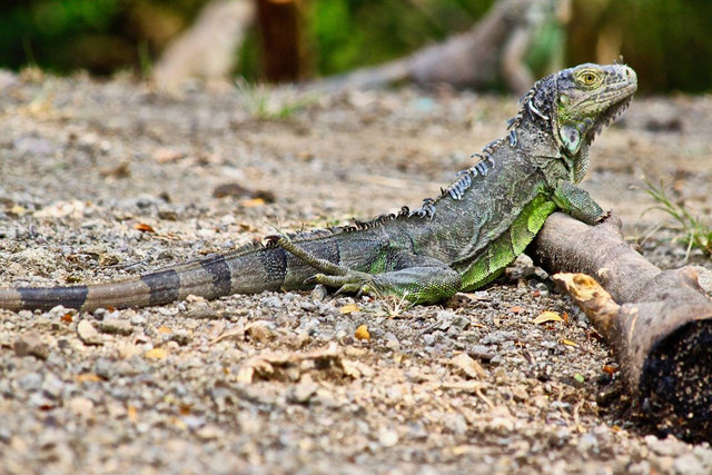 Ilustrasi apakah iguana termasuk hewan purba. Sumber: pixabay