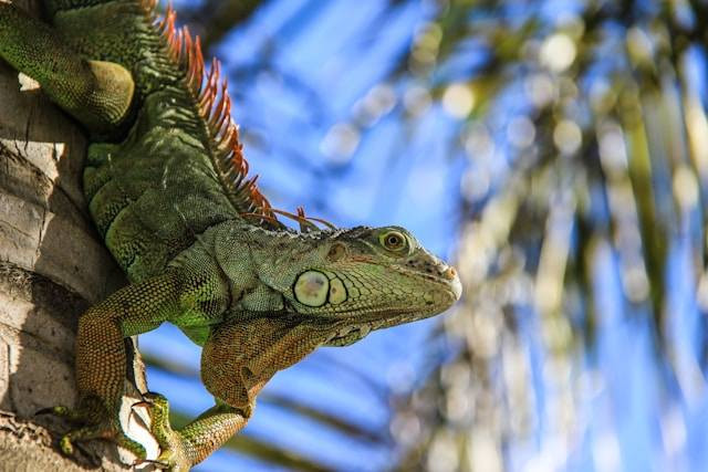 Ilustrasi Cara Menemukan Iguana Hilang. Foto: dok. Unsplash/Mason Jones