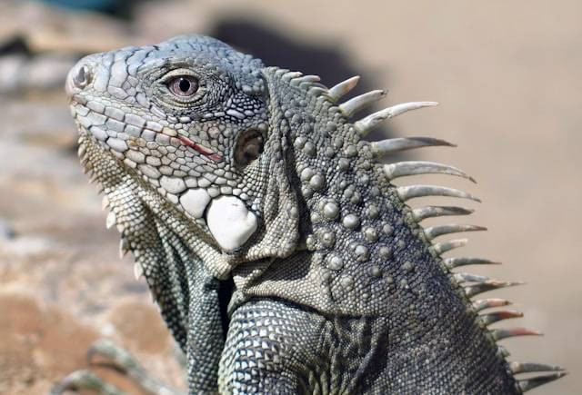 Ilustrasi Cara Mengatasi Iguana yang Stress. Foto: dok. Unsplash/Craig Hughes
