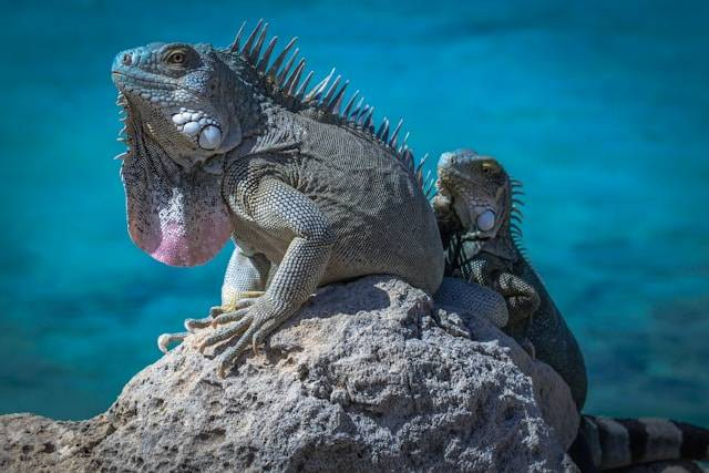 Ilustrasi Cara Menumbuhkan Spike Iguana. Foto: dok. Unsplash/Felix Serre