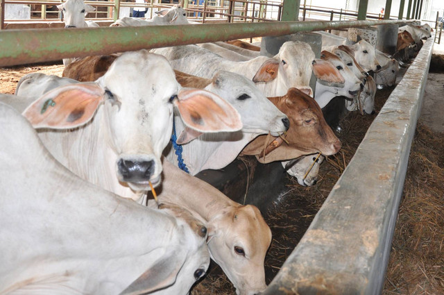 Sapi Kurban. Foto: Dok. Fakultas Peternakan UGM