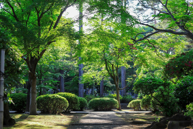 Taman Nostalgia. Foto hanya ilustrasi, bukan gambar sebenarnya. Sumber: Unsplash/ mtsjrdl.