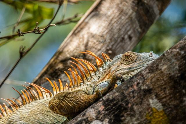 Cara Memotong Kuku Iguana yang Benar. Foto Hanya Ilustrasi. Sumber Foto: Unsplash.com/mana5280