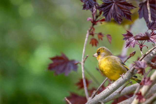 Ilustrasi burung pleci. Foto: pexels.com