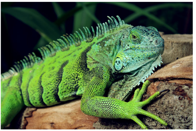 Ilustrasi: Apakah Iguana Makan Daging?. Sumber: Christo Goosen/Pexels.com