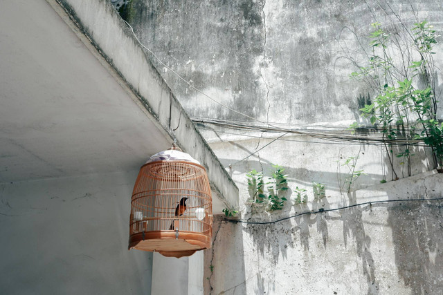 Ilustrasi menjemur burung murai batu. Sumber foto: Unsplash