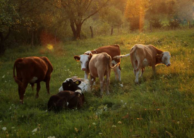 Ilustrasi jenis sapi dan kambing kurban di Indonesia, Unsplash/Iga Palacz