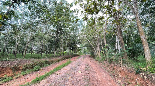 Jalan rusak di Desa Kertosari, Kecamatan Tanjung Sari, Kabupaten Lampung Selatan | Foto : Almuhtarom