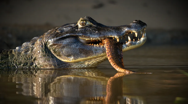 Black caiman, sepupu aligator yang hidup di Amazon.  Foto: Shutterstock