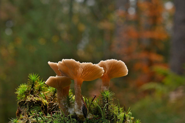 Ilustrasi perbedaan jamur tiram putih dan jamur kancing. Foto: Pixabay