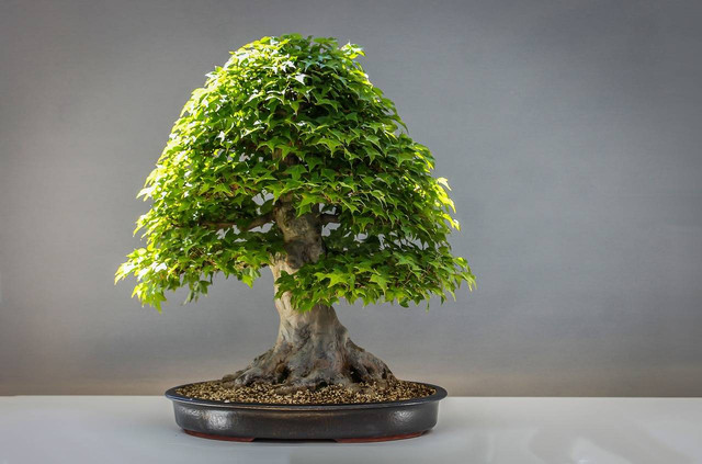 Ilustrasi cara merawat tanaman bonsai. Foto: Pixabay