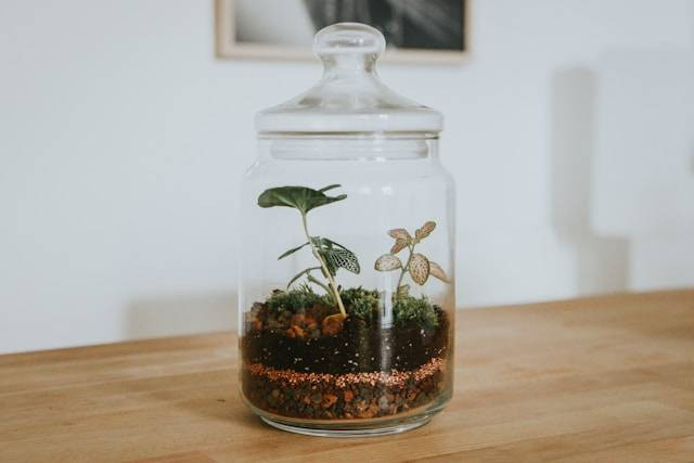 Cara Membuat Terrarium di Rumah untuk Hiasan. Foto Hanya Ilustrasi. Sumber Foto: Unsplash.com/Maud Bocquillod