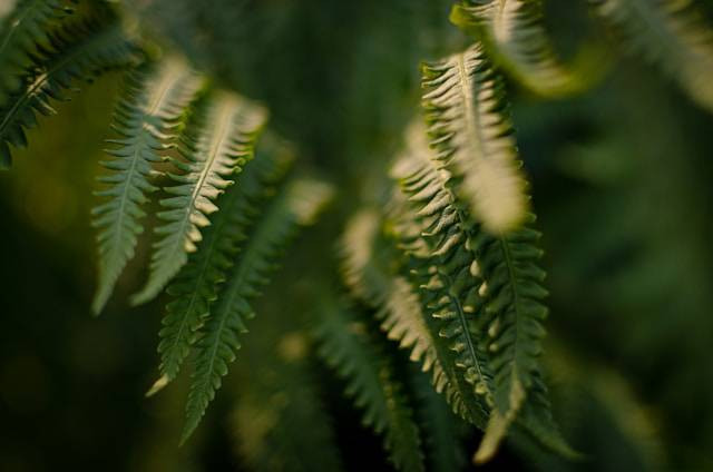Jenis Tanaman Paku dan Ciri-cirinya. Foto Hanya Ilustrasi. Sumber Foto: Unsplash.com/Marnie Rochester