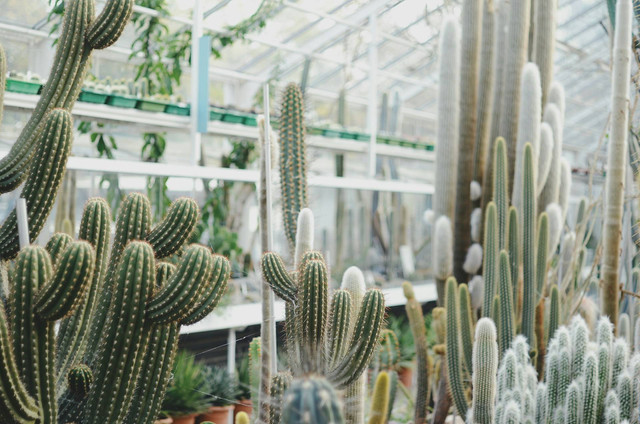Ilustrasi kaktus dan sukulen. Sumber foto: Unsplash