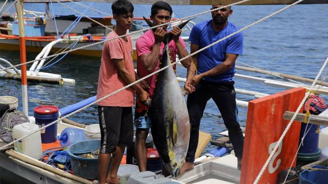 Ikan Tuna seberat 50-80 kilogram per ekor menjadi target utama Kapal Pencuri Ikan asal Filipina. (foto: febry kodongan/manadobacirita)