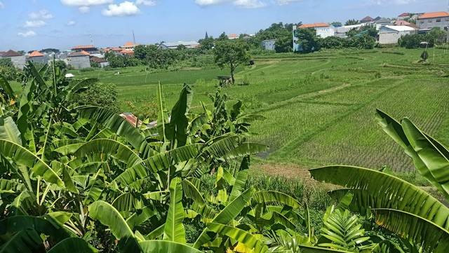 Pemandangan subak di kota Denpasar - Dok. Angga Wijaya