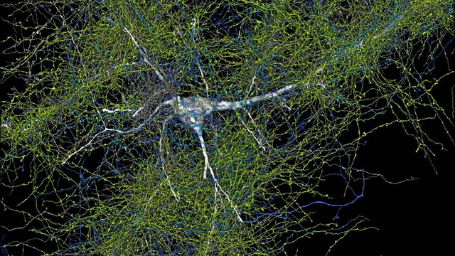 Potret 3D gambar neuron di otak manusia. Foto: Google Research & Lichtman Lab/Harvard University