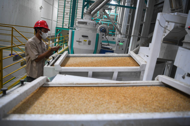 Petugas mengecek gabah yang dikeringkan di Sentra Penggilingan Padi (SPP) Bulog di Karawang, Jawa Barat, Senin (20/5/2024). Foto: M Risyal Hidayat/ANTARA FOTO