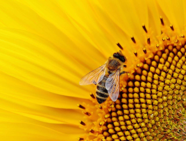ilustrasi lebah madu (Pexels)