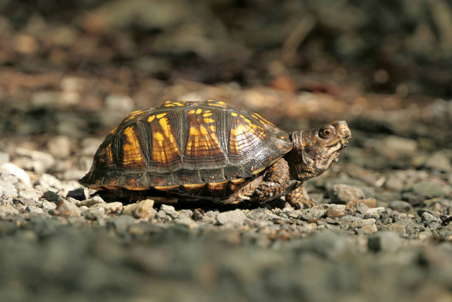 Ilustrasi kura-kura brazil. Sumber foto: Unsplash